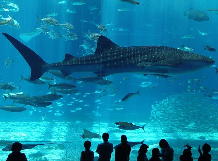1547_fa9d37c3-a395-40a7-b4b7-899085e346ff_aquarium 4.jpg